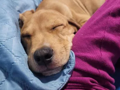 Cachorro raça SRD-ViraLata idade 2 a 6 meses nome Twix
