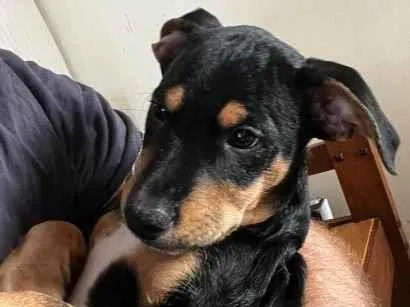 Cachorro raça SRD-ViraLata idade 2 a 6 meses nome Pretinho