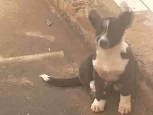 Cachorro raça SRD-ViraLata idade 2 a 6 meses nome sem nome