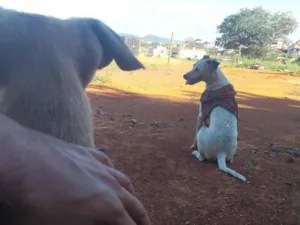 Cachorro raça SRD-ViraLata idade 1 ano nome canela e bolota 