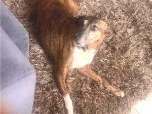 Cachorro raça SRD-ViraLata idade 6 ou mais anos nome Joca
