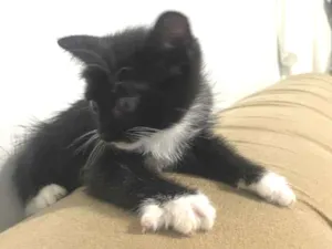 Gato raça SRD-ViraLata idade 2 a 6 meses nome Fra