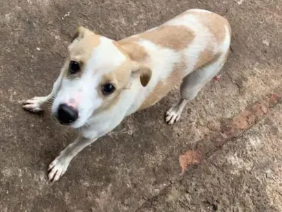 Cachorro raça SRD-ViraLata idade 2 a 6 meses nome Pandora 