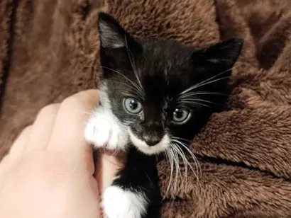 Gato raça SRD-ViraLata idade 2 a 6 meses nome fumaça 