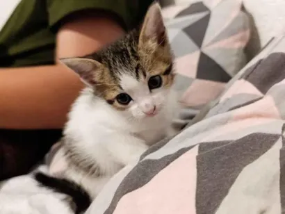 Gato raça SRD-ViraLata idade 2 a 6 meses nome jade