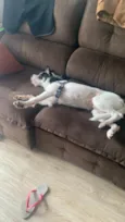 Bobi