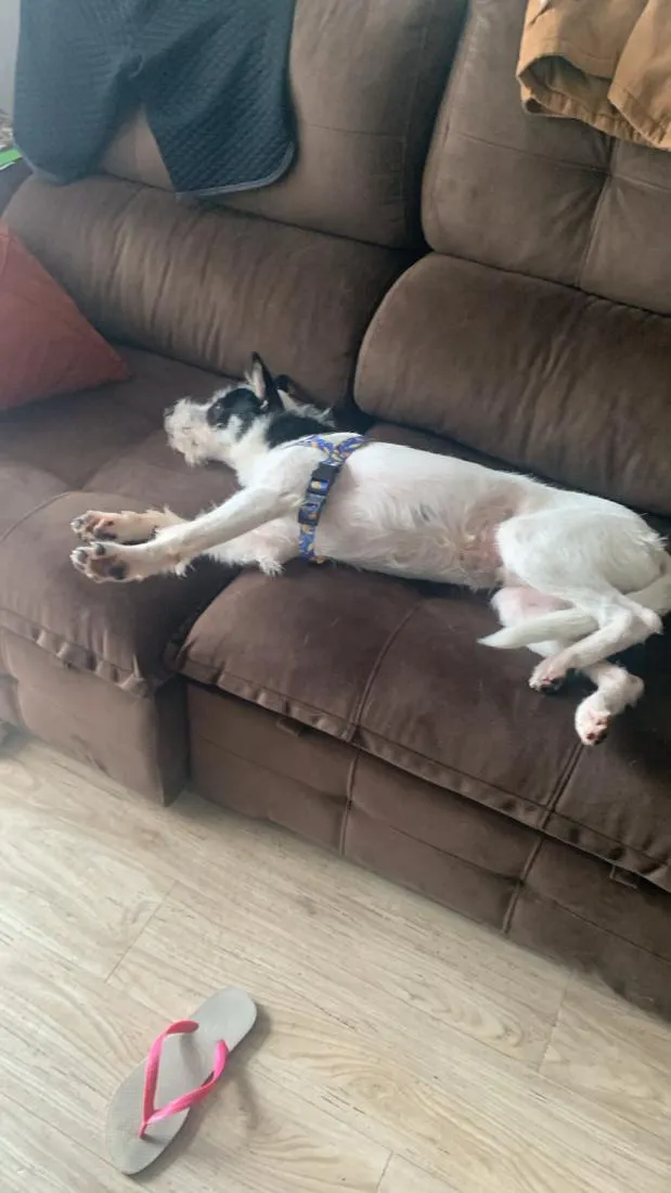 Cachorro raça SRD-ViraLata idade 2 anos nome Bobi
