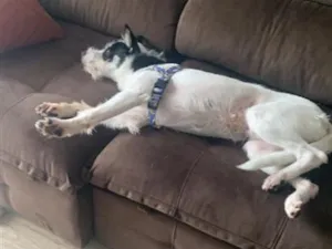 Cachorro raça SRD-ViraLata idade 2 anos nome Bobi