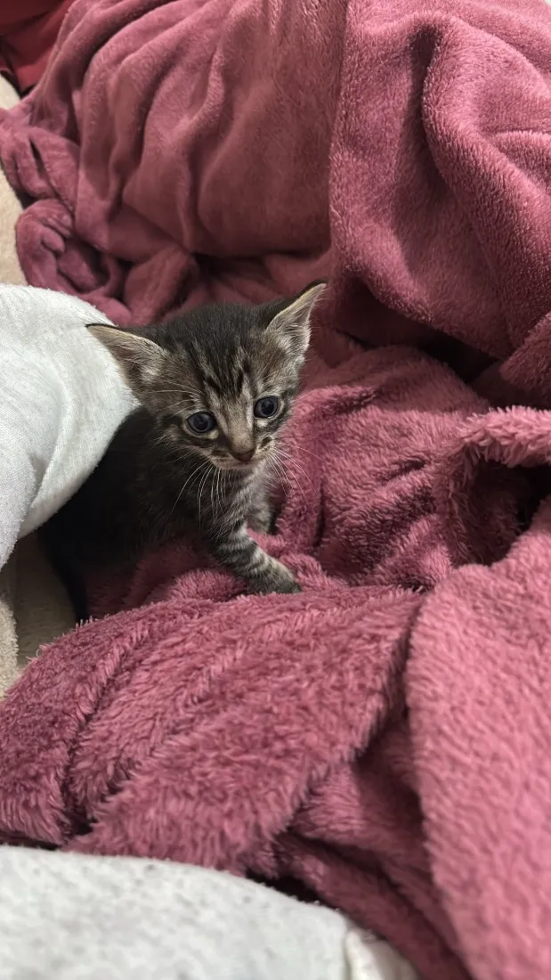 Gato raça SRD-ViraLata idade Abaixo de 2 meses nome Ayla