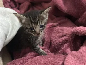 Gato raça SRD-ViraLata idade Abaixo de 2 meses nome Ayla