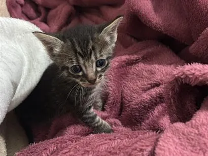 Gato raça SRD-ViraLata idade Abaixo de 2 meses nome Ayla