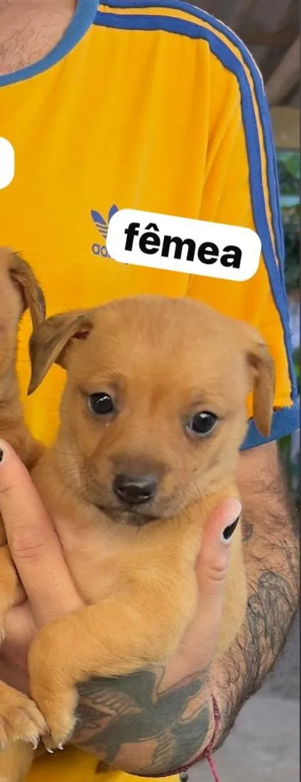 Cachorro raça SRD-ViraLata idade Abaixo de 2 meses nome lily