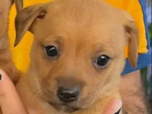 Cachorro raça SRD-ViraLata idade Abaixo de 2 meses nome lily