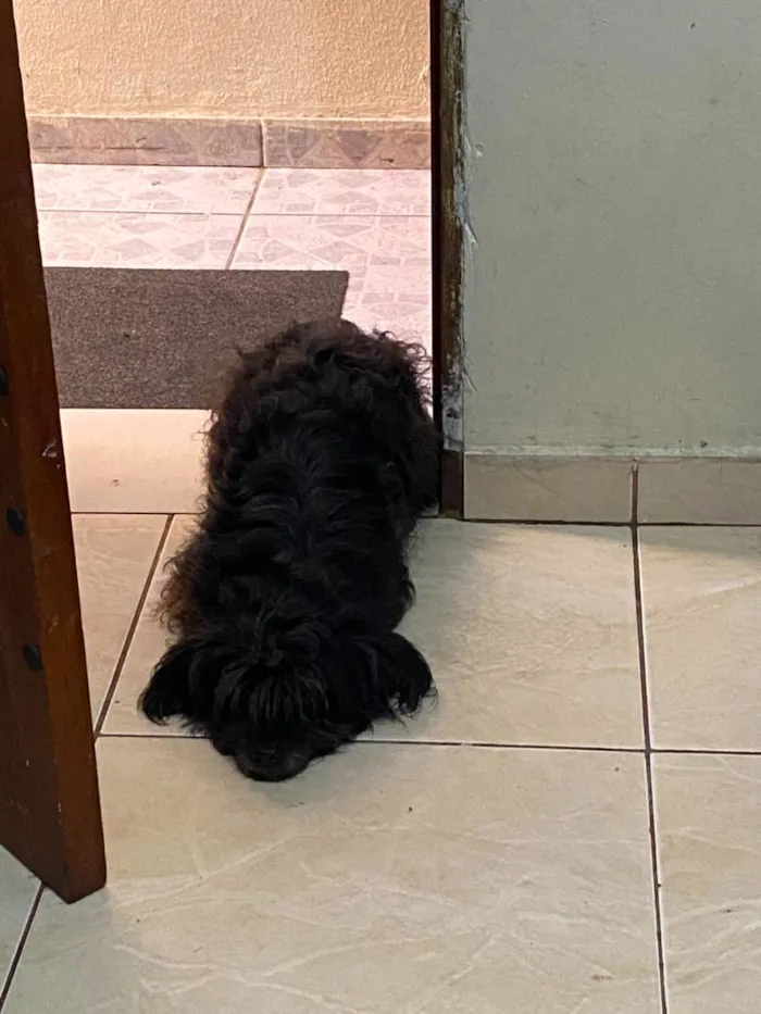 Cachorro raça Poodle idade 6 ou mais anos nome july