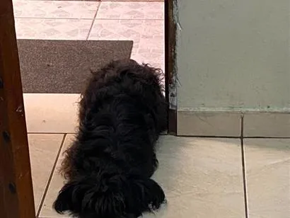 Cachorro raça Poodle idade 6 ou mais anos nome july
