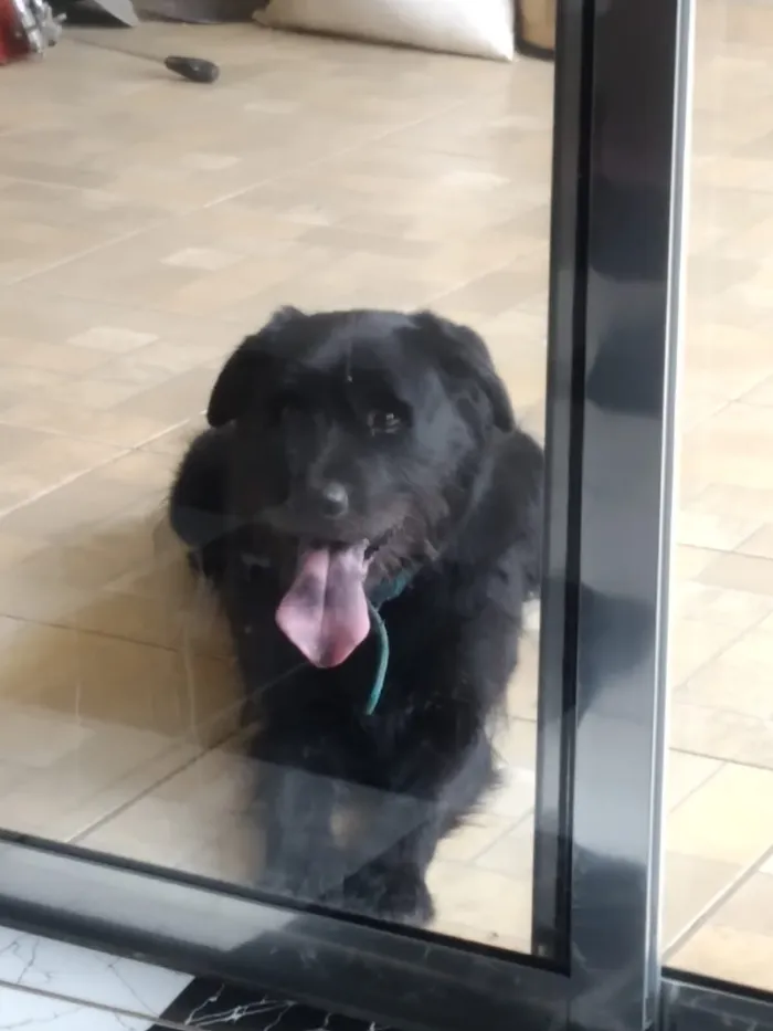 Cachorro raça Labrador idade 6 ou mais anos nome Balotelli 