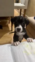 Nala