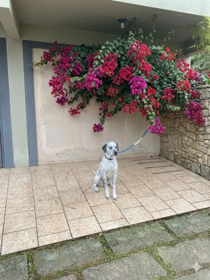 Cachorro raça Dálmata idade 2 anos nome Sissi