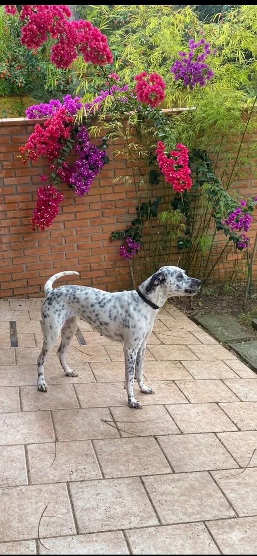 Cachorro raça Dálmata idade 2 anos nome Sissi