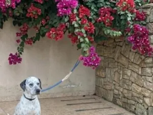 Cachorro raça Dálmata idade 2 anos nome Sissi