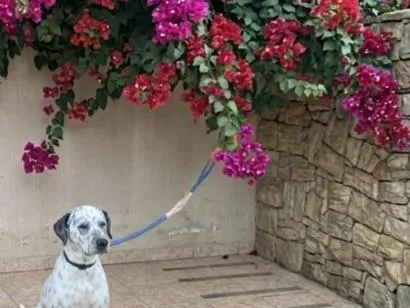 Cachorro raça Dálmata idade 2 anos nome Sissi