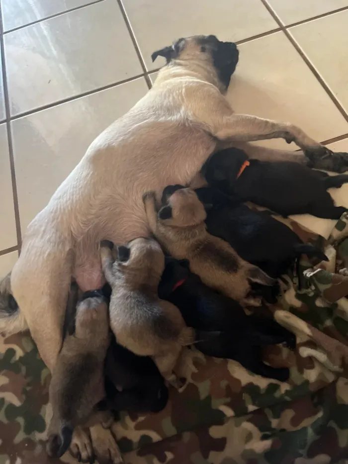 Cachorro raça Pug idade Abaixo de 2 meses nome Lynda
