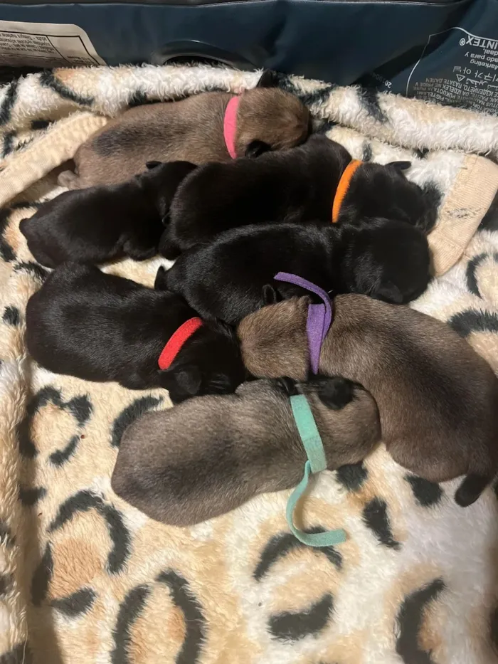 Cachorro raça Pug idade Abaixo de 2 meses nome Lynda