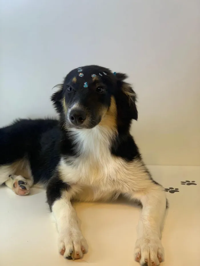 Cachorro raça SRD-ViraLata idade 1 ano nome princesa 