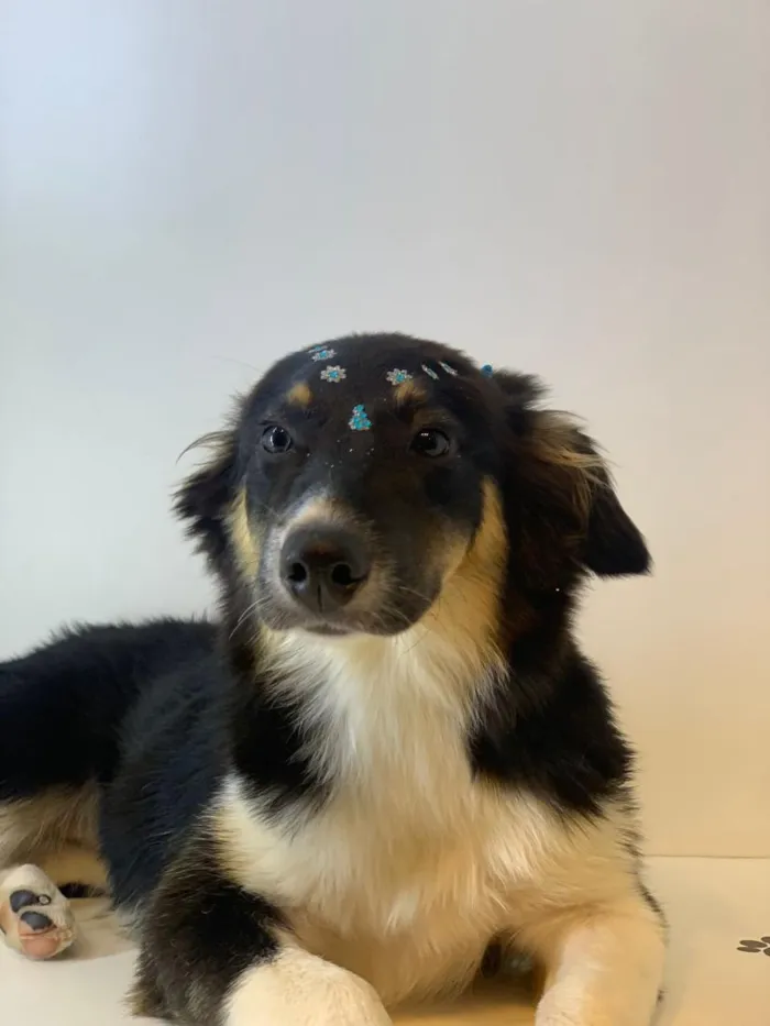 Cachorro raça SRD-ViraLata idade 1 ano nome princesa 