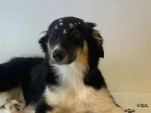 Cachorro raça SRD-ViraLata idade 1 ano nome princesa 
