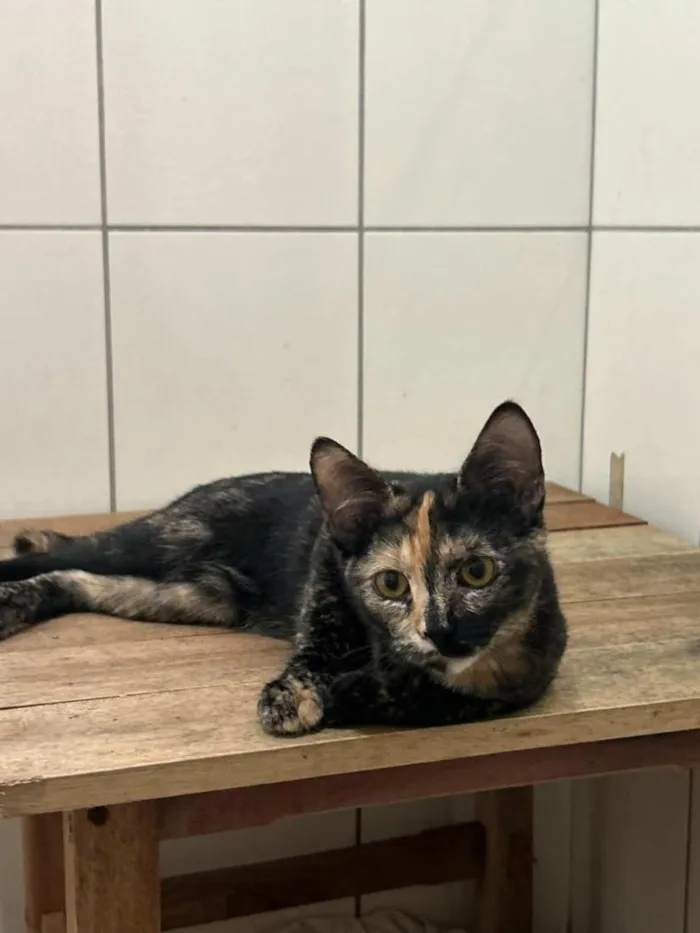 Gato raça SRD-ViraLata idade 7 a 11 meses nome Yummi