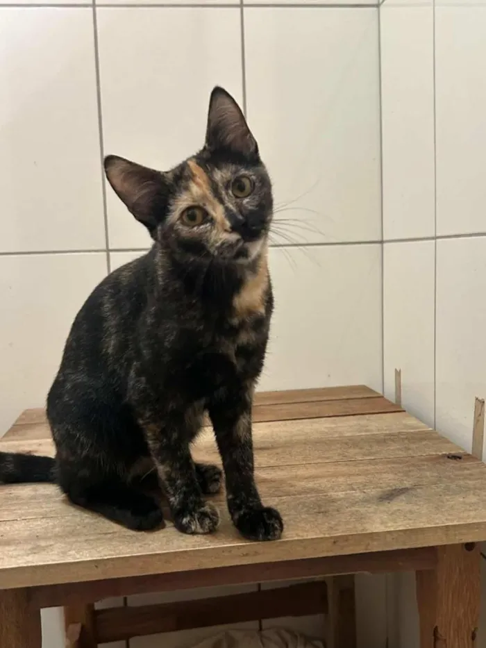 Gato raça SRD-ViraLata idade 7 a 11 meses nome Yummi