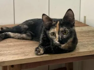 Gato raça SRD-ViraLata idade 7 a 11 meses nome Yummi