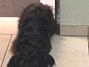 Cachorro raça Poodle idade 6 ou mais anos nome july