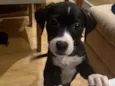 Nala