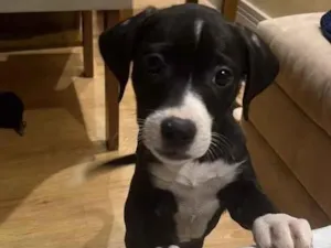 Cachorro raça SRD-ViraLata idade 2 a 6 meses nome Nala