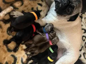 Cachorro raça Pug idade Abaixo de 2 meses nome Lynda