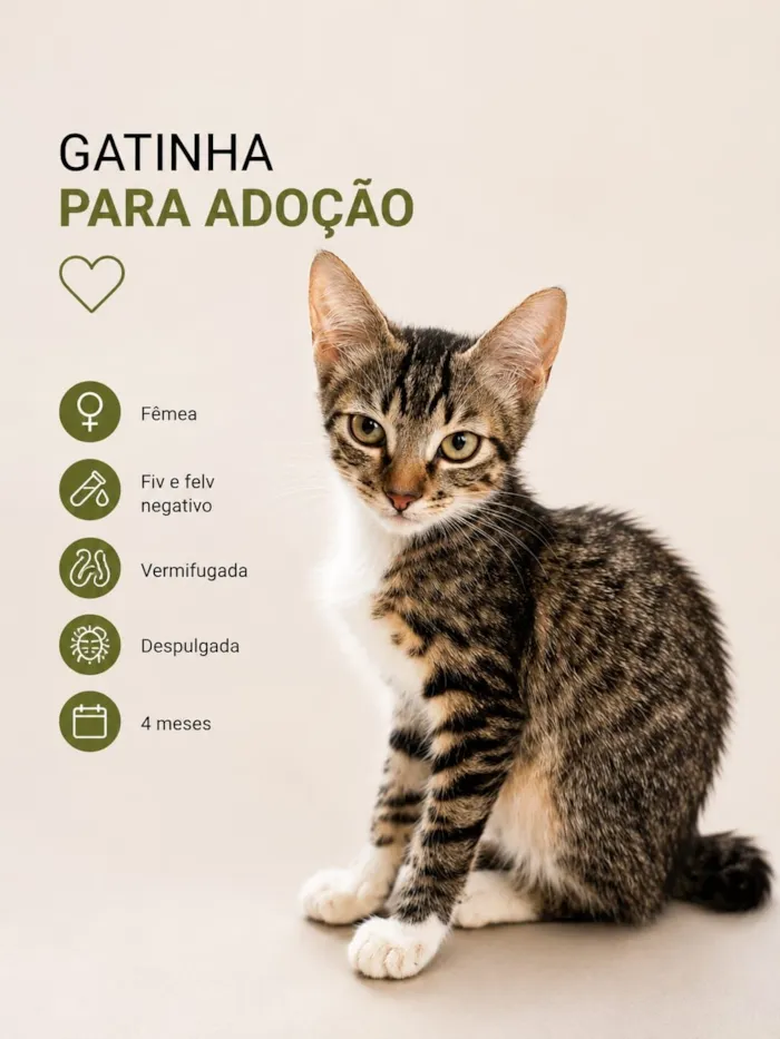 Gato raça SRD-ViraLata idade 2 a 6 meses nome Ana Castela