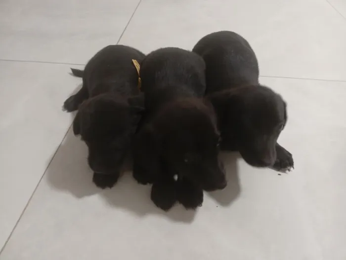 Cachorro raça SRD-ViraLata idade 2 a 6 meses nome não tem nome