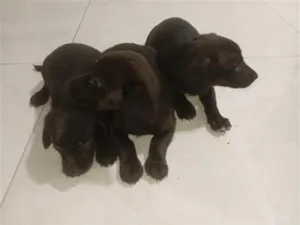 Cachorro raça SRD-ViraLata idade 2 a 6 meses nome não tem nome