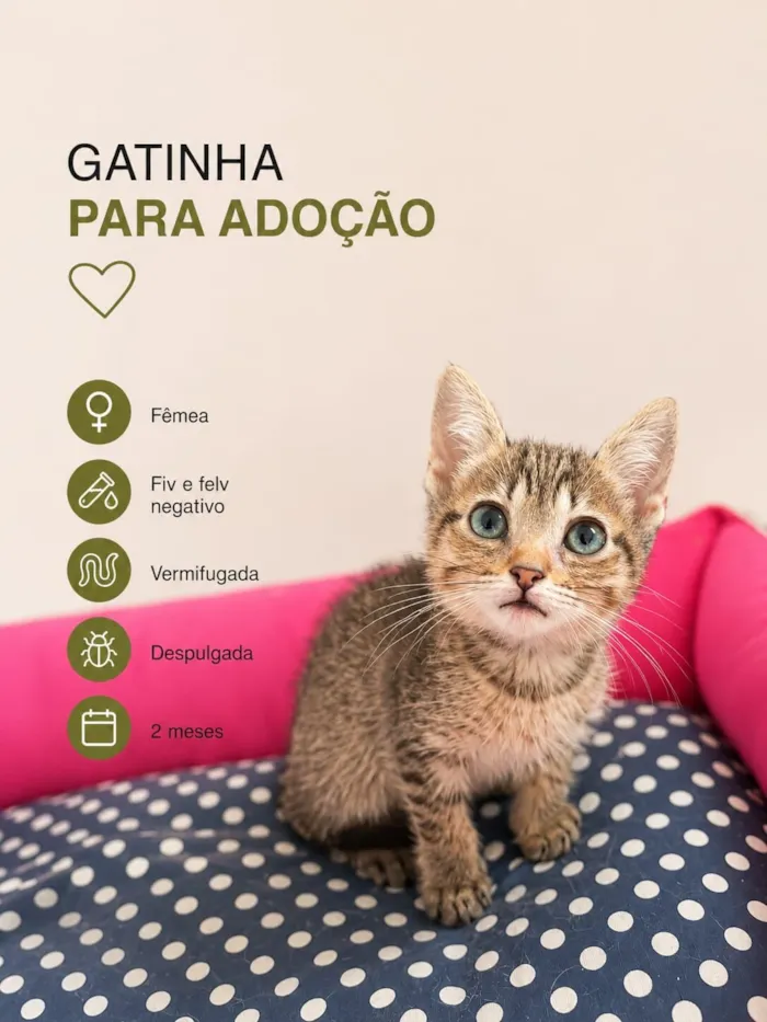 Gato raça SRD-ViraLata idade 2 a 6 meses nome Pitchuca