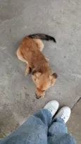 Tito