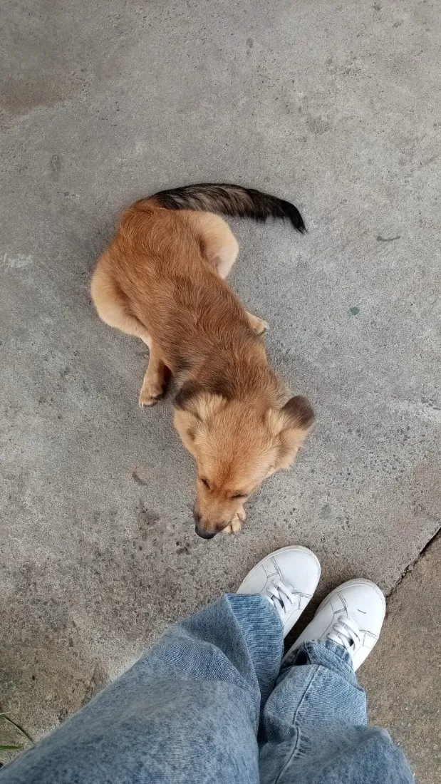 Cachorro raça SRD-ViraLata idade 2 a 6 meses nome Tito