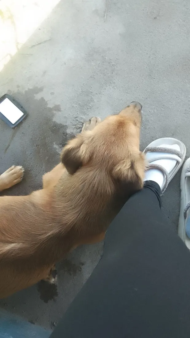 Cachorro raça SRD-ViraLata idade 2 a 6 meses nome Tito