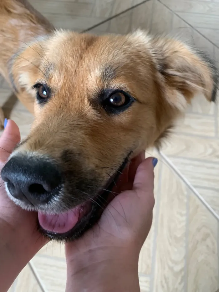 Cachorro raça SRD-ViraLata idade 2 a 6 meses nome Tito