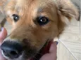Tito
