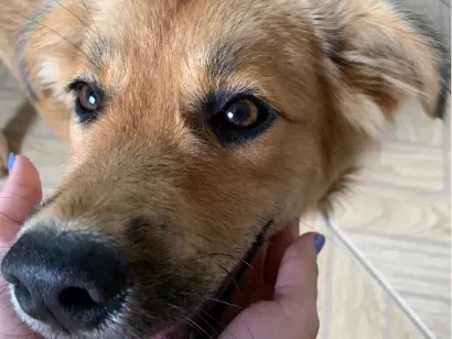 Cachorro raça SRD-ViraLata idade 2 a 6 meses nome Tito