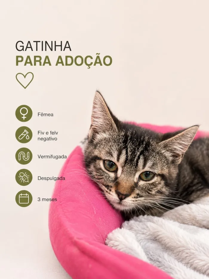 Gato raça SRD-ViraLata idade 2 a 6 meses nome Ofelia