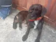 pretinha 
