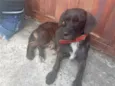pretinha 
